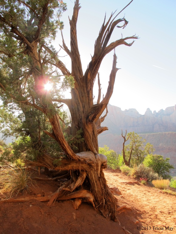 A "Tim Burton" tree on the Watchman Trail