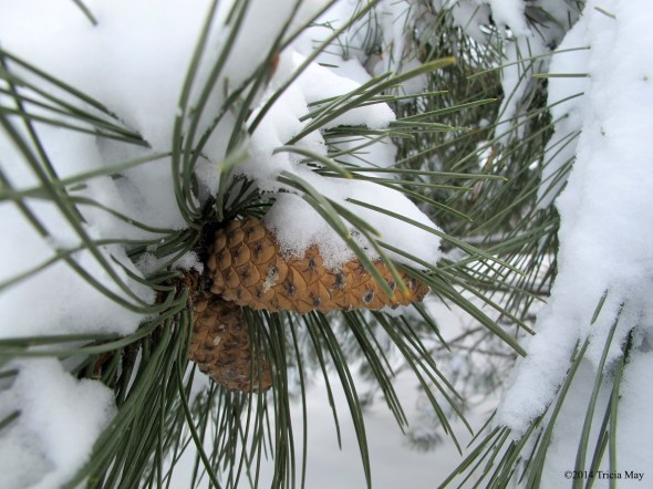 Snowy pinecones