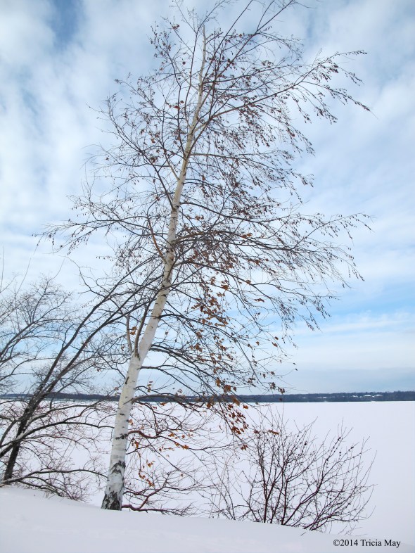 Birch tree along the Ottawa River
