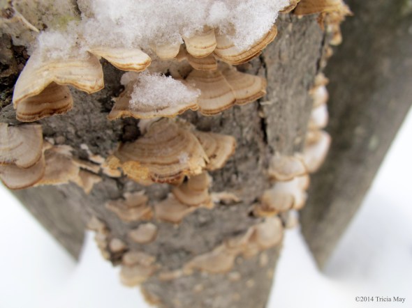 Just some fungi and some snow