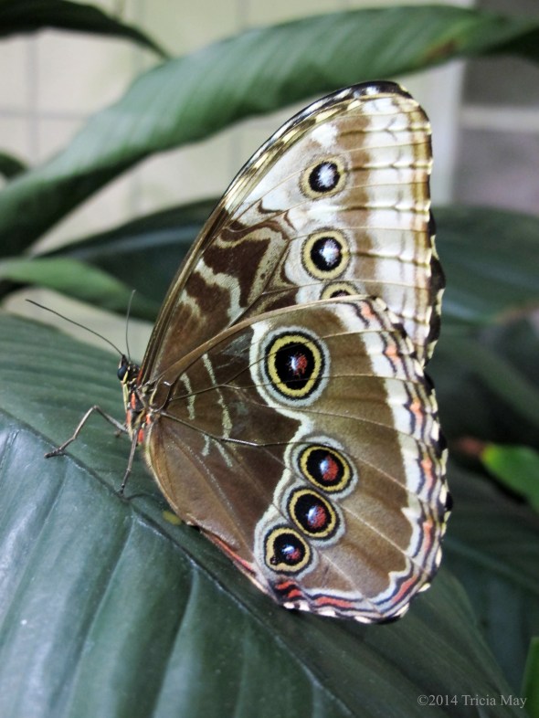 The Butterfly Conservatory - American Museum of Natural History 
