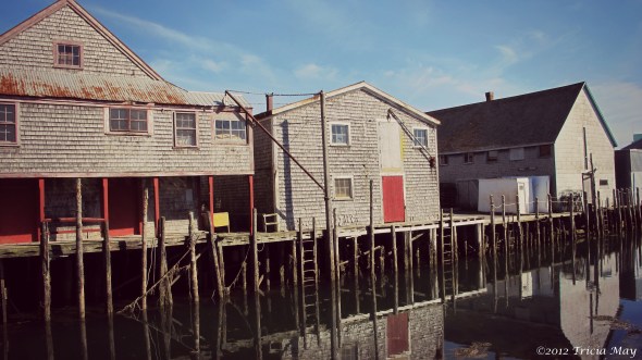 IMG_1647 copy tint ©