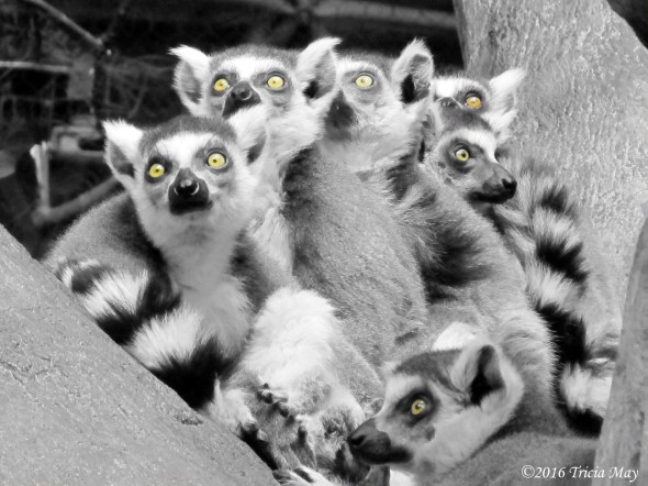 img_3150-copy-bw-colour-crop